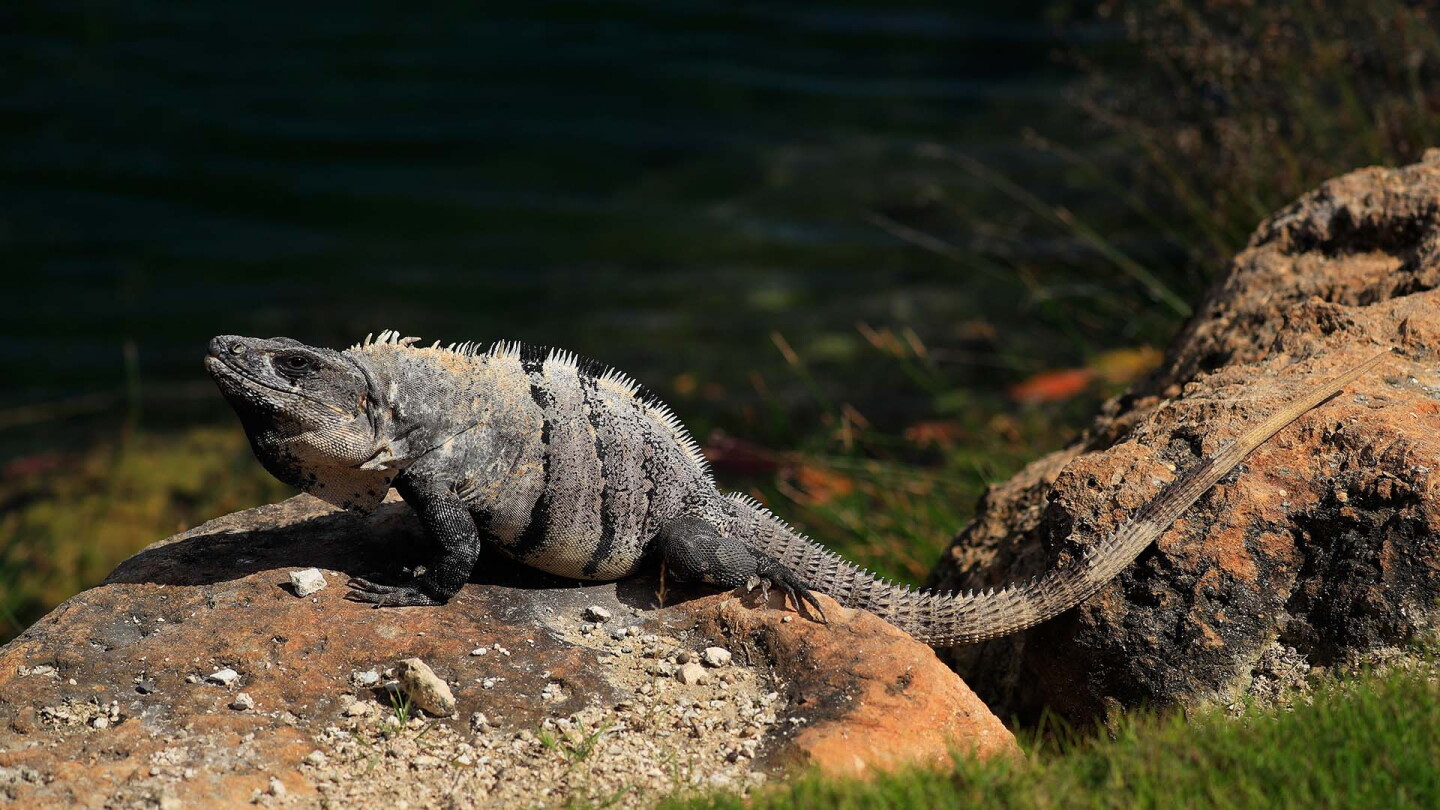 mayakoba_1920_lizard.jpg