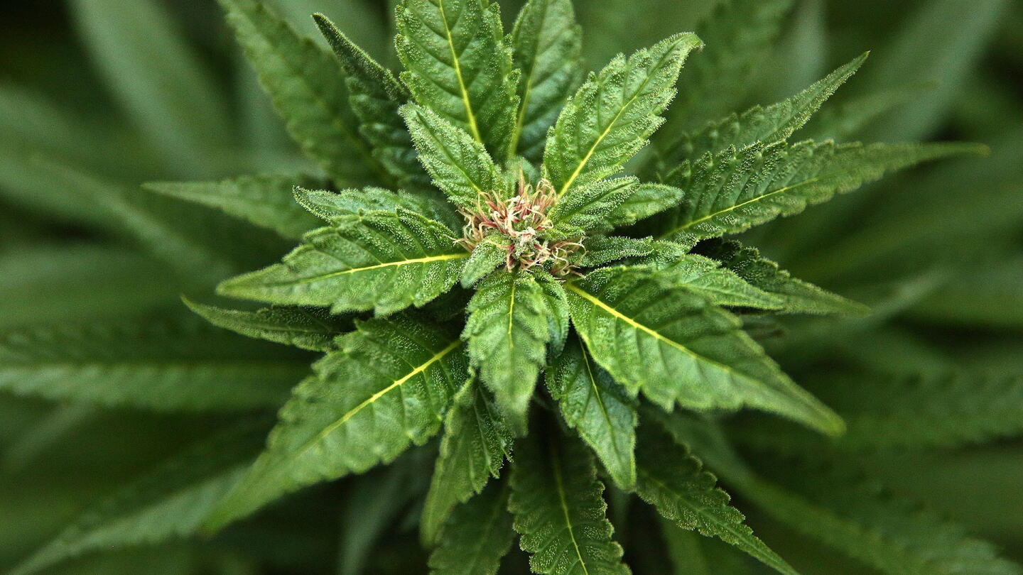 marijuana_1920_plant.jpg