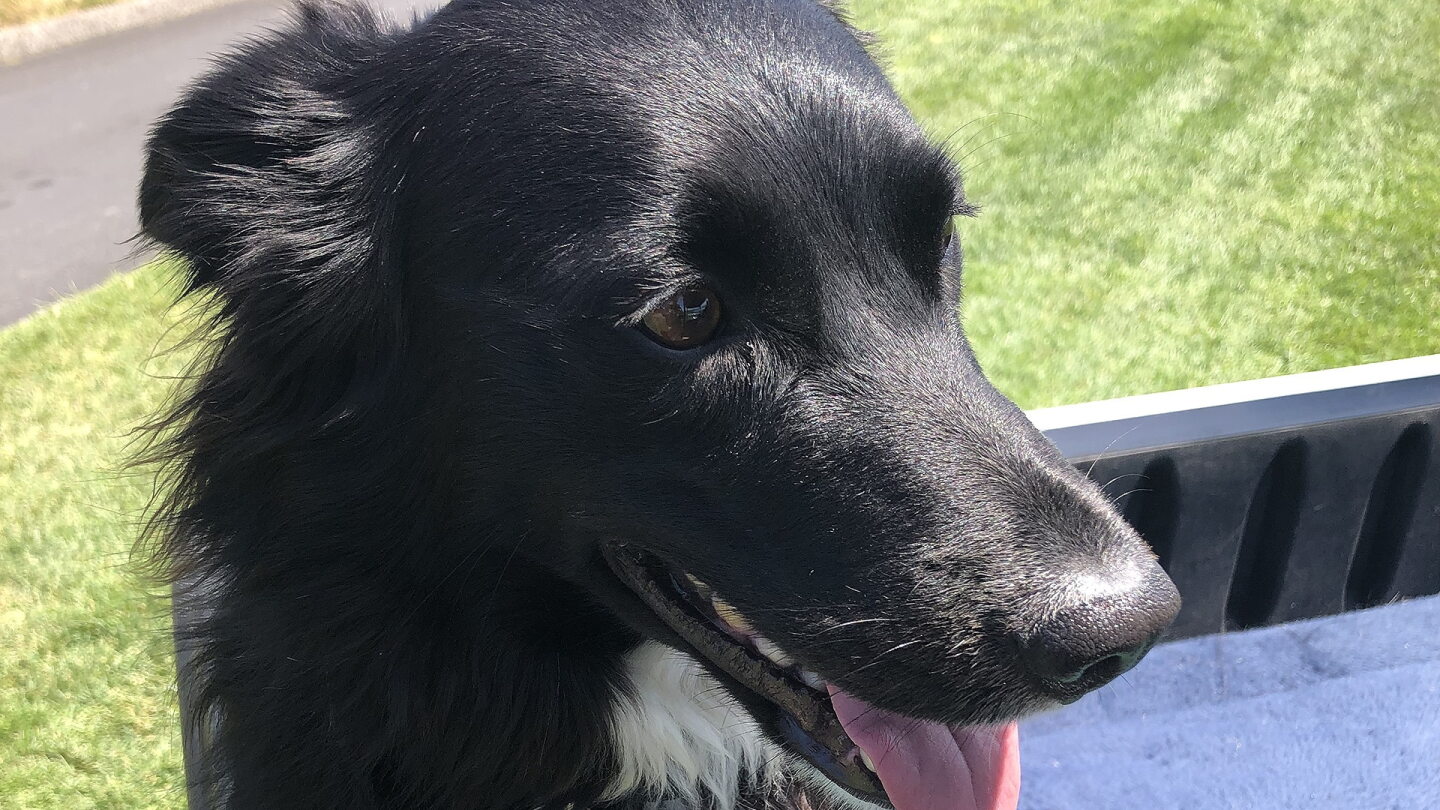 dog_1920.jpg