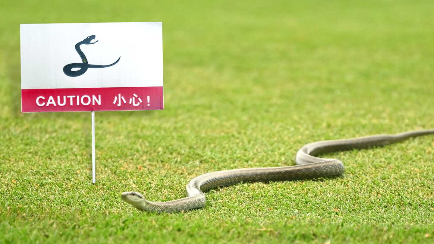 snake_1920_grillroom.jpg