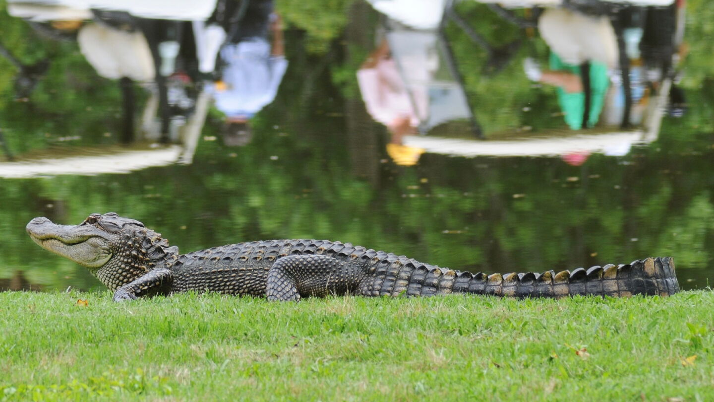 gator_golf_course_carts.jpg