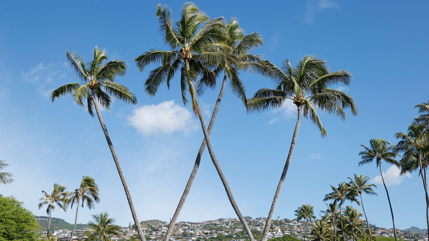 waialae_trees_16_1920.jpg