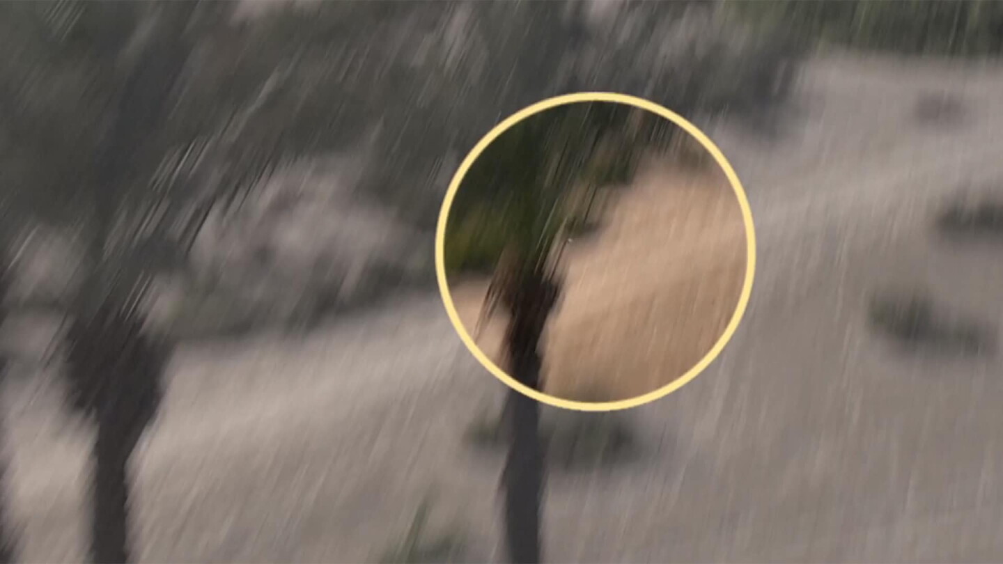 tree_spotshadow_1920.jpg