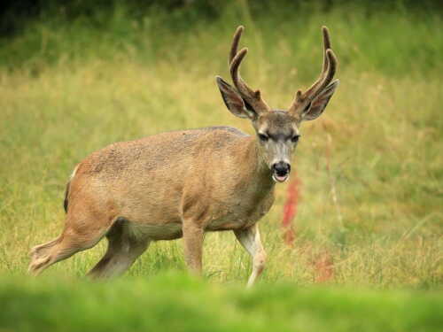Deer